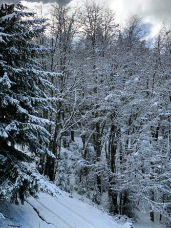 Aventura en la Nieve: Trineos y Culipatin en Piedras Blancas con Traslado - Imagen 2
